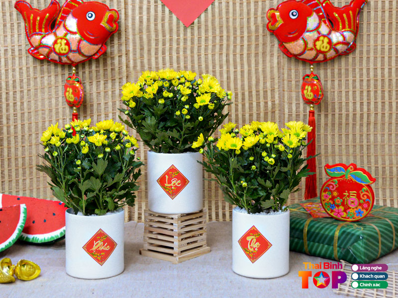 Cay-canh-bao-ngoc-thaibinhtoplist