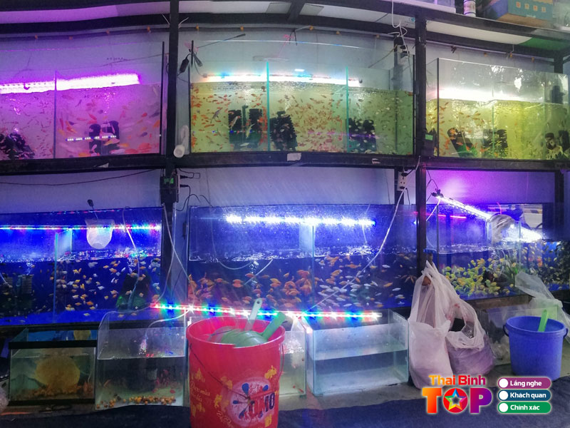 Ca-canh-ba-thi-341-ly-bon-thaibinhtoplist
