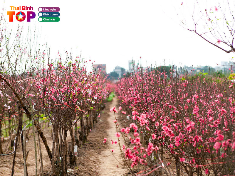 Meo-lua-chon-hoa-tet-tuoi-lau-tu-kinh-nghiem-dan-ban-dia-thaibinhtoplist