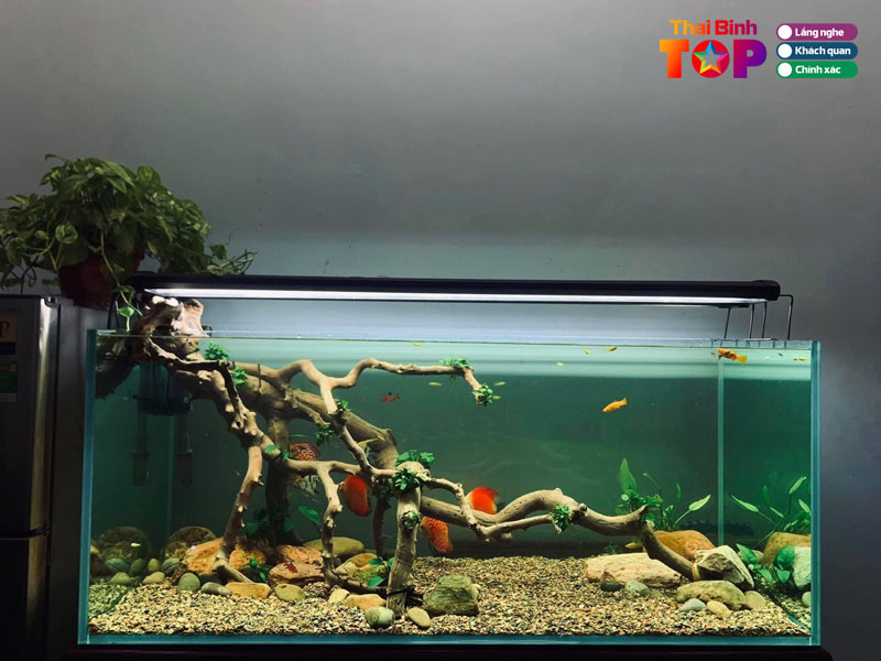 Be-ca-thai-binh-thaibinhtoplist