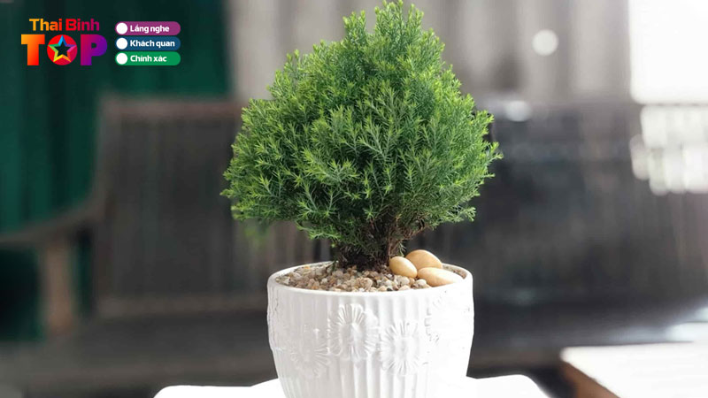 Top-6-dia-chi-ban-cay-canh-thai-binh-tuoi-xanh-cham-khoe-thaibinhtoplist