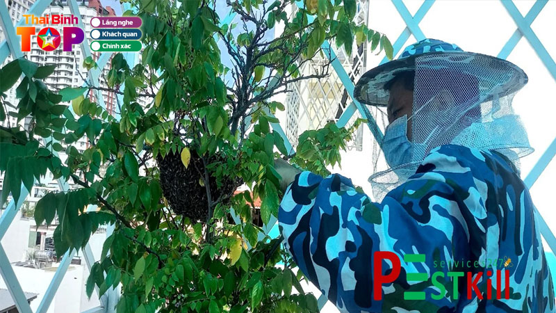 Dich-vu-kiem-soat-ong-pest-kill-247-dam-bao-an-toan-cho-gia-dinh-va-cong-dong-thaibinhtoplist
