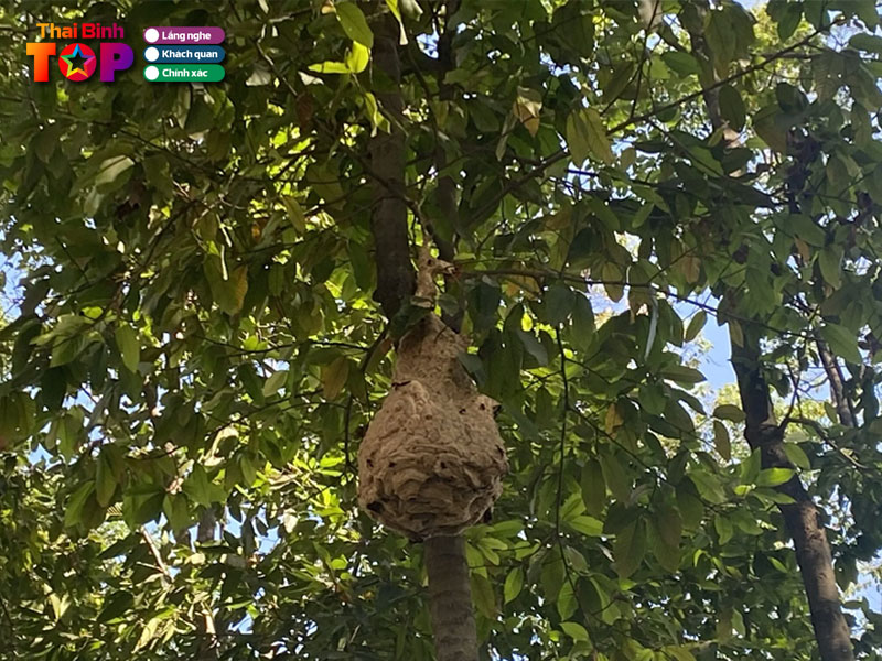 Ong-doc-moi-nguy-hiem-tiem-tang-trong-khong-gian-song-thaibinhtoplist