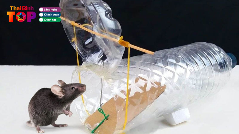 Top-3-cach-lam-bay-chuot-thong-minh-hieu-qua-de-thuc-hien-thaibinhtoplist