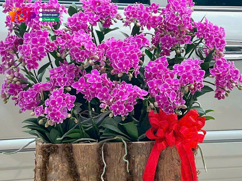 Shop-hoa-tuoi-anh-thu-thaibinhtoplist